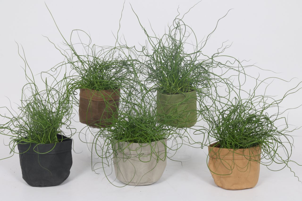 Corkscrew Rush Indoor Houseplants For Delivery The Sill, 57 OFF